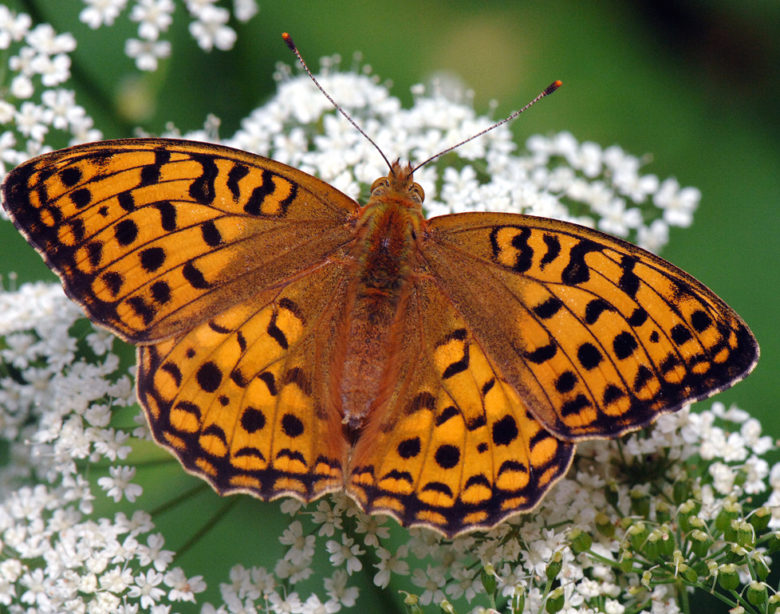 schmetterling_wald-780×614